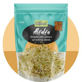 Untamed Alfalfa Sprouting Seeds